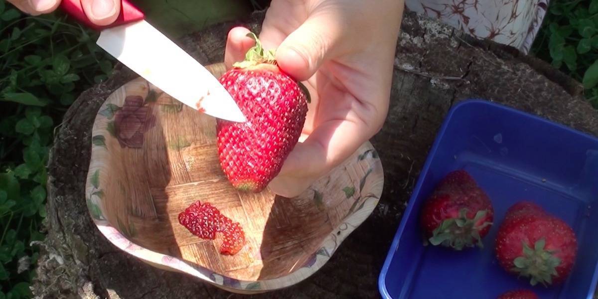 Выращивание рассады клубники из семян в домашних условиях