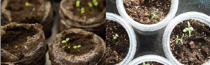 Розмарин: выращивание в открытом грунте и в квартире, размножение