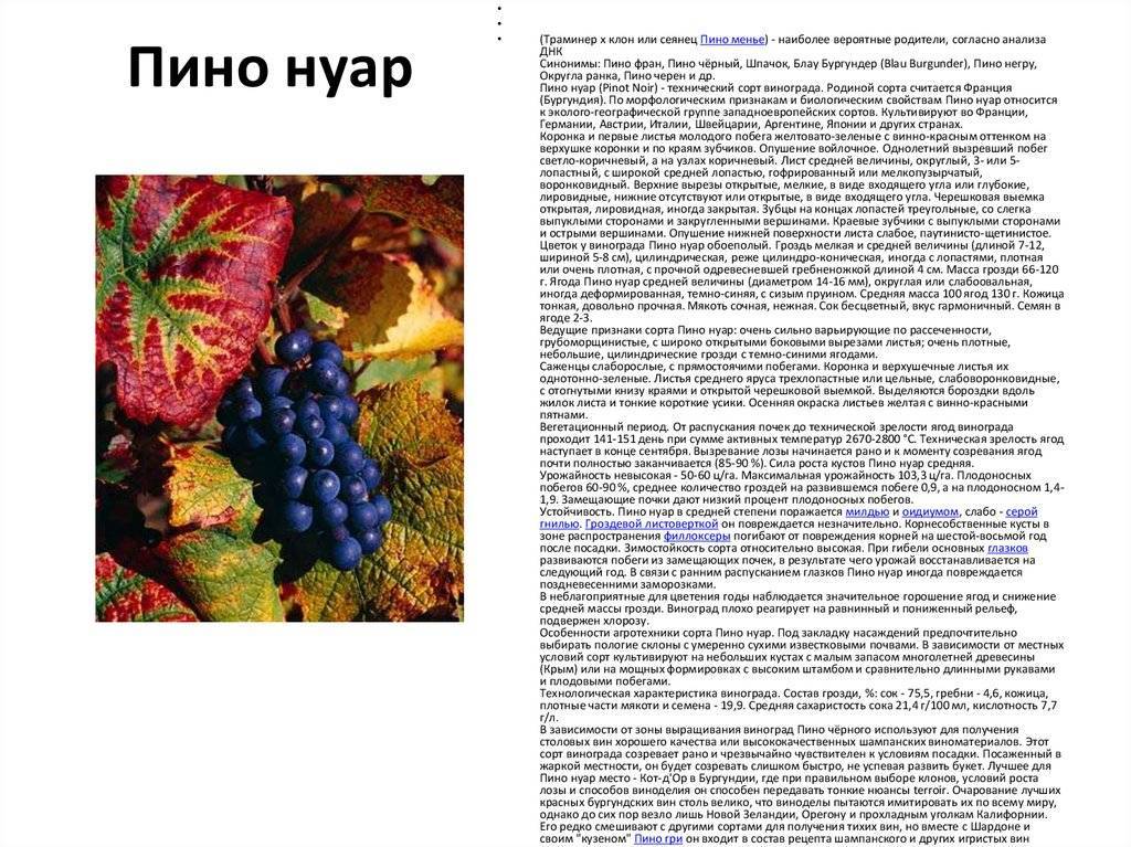 Виноград кишмиш аттика: описание раннеспелого сорта, отзывы и фото, посадка и уход