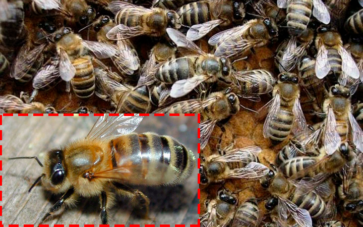 Карпатская порода пчел: особенности, характеристики, внешний вид