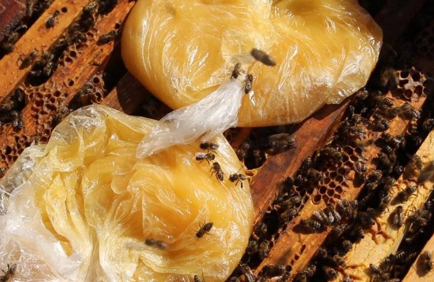Разведение пчел для начинающих с нуля — кормление пчел сахарным сиропом, сгущенным молоком, канди зимой, термообработка, обработка пчел бипином, чистотелом, от клеща, нозематоза и болезней: описание,