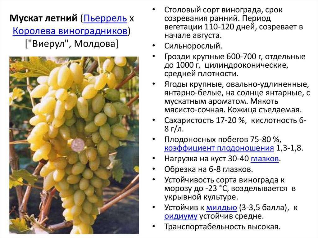 Виноград "сенсация": описание сорта с фото и видео