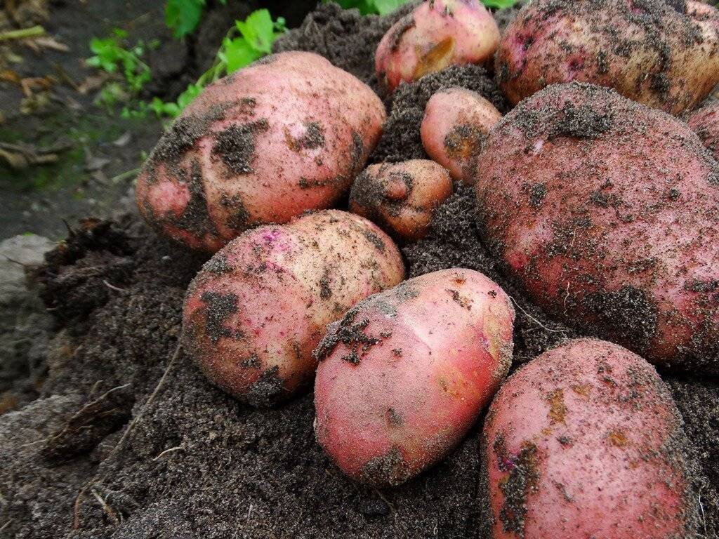 Фиолетовая картошка: описание и характеристики сортов, полезные свойства с фото