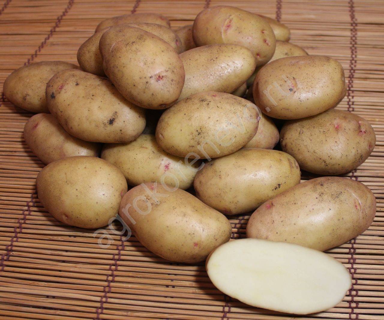 Картофель «джелли» — описание сорта