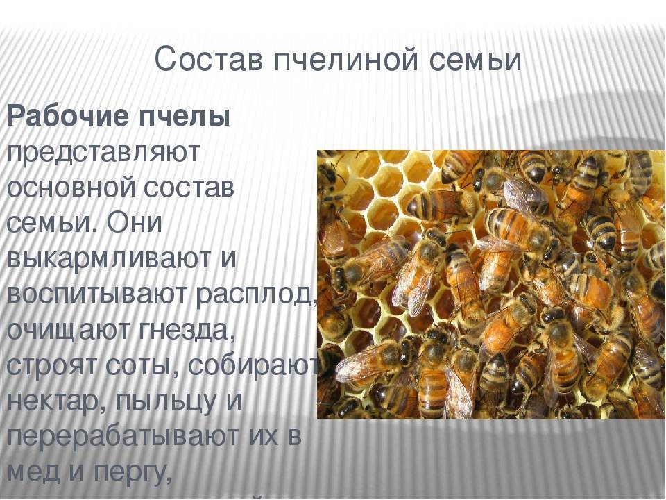Сколько живет пчела (рабочая медоносная, трутень, матка): в ульях, в природе, после укуса