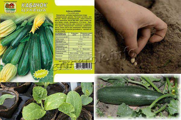 Кабачок цукеша схема посадки