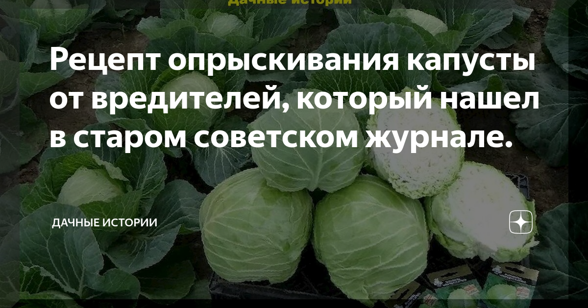 ᐉ как обработать капусту валерьянкой от вредителей? - zooon.ru