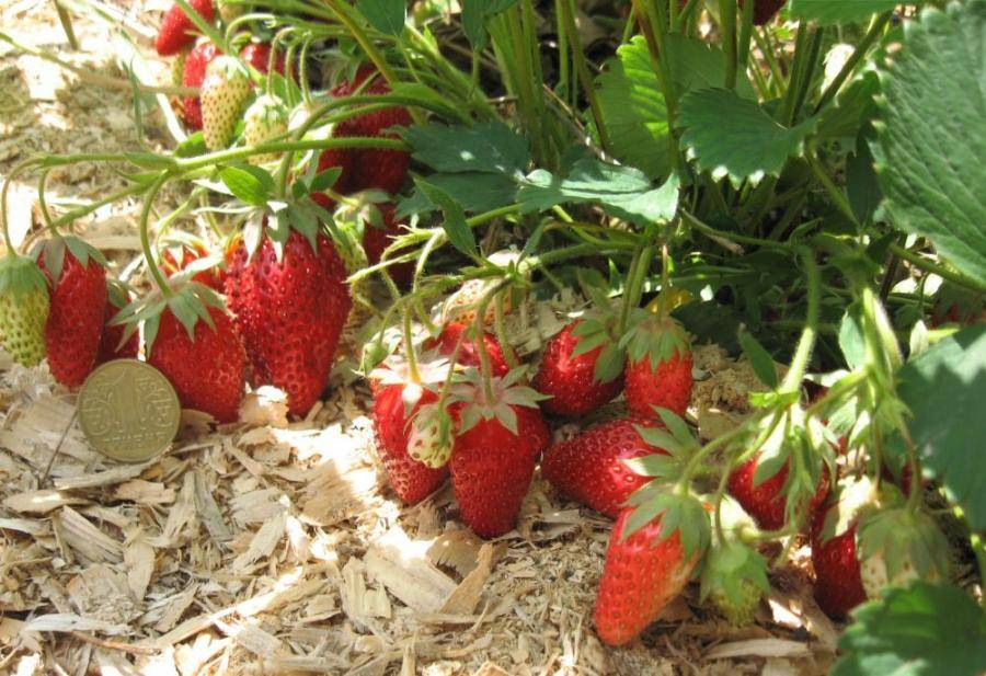 Клубника боровицкая: описание позднего ягодного сорта, отзывы и фото дачников, которые выращивают