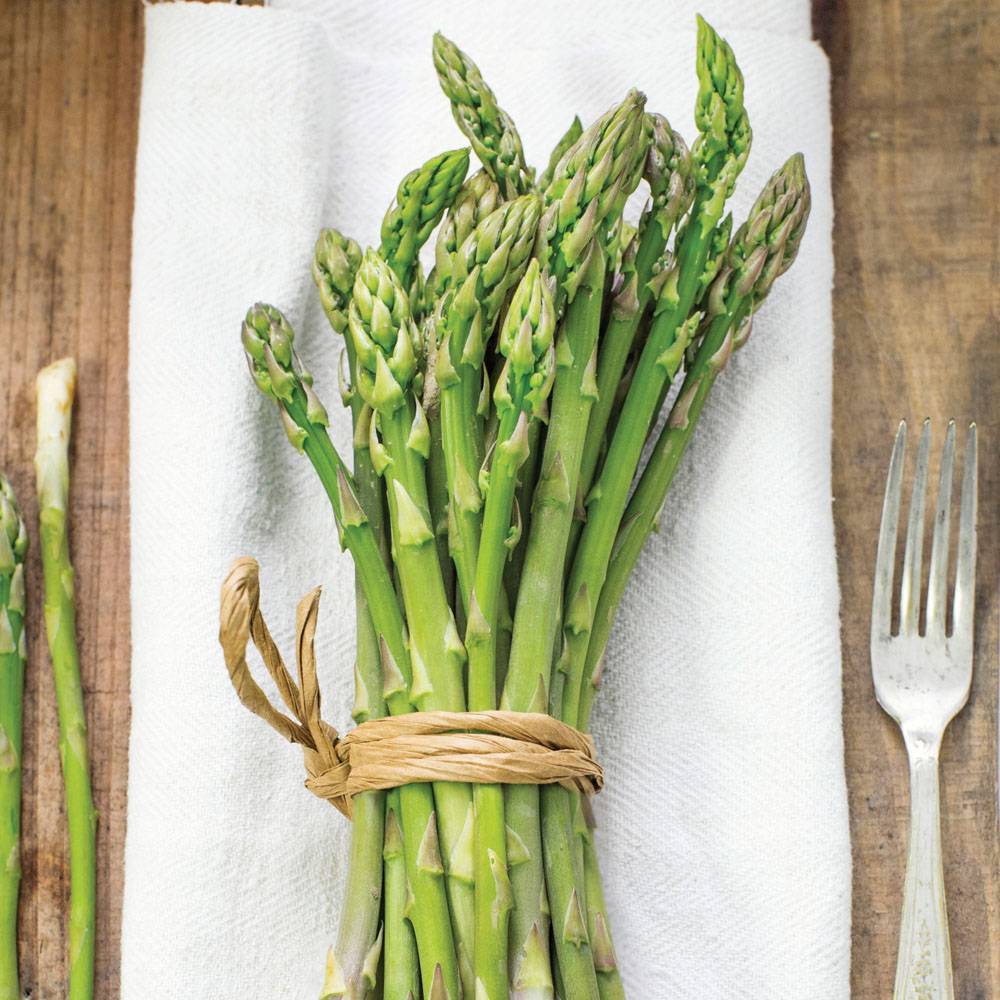 Взрослая спаржа фото. Спаржа обыкновенная. Аспарагус спаржа. Спаржа (Asparagus officinalis).. Спаржа обыкновенная лекарственная.