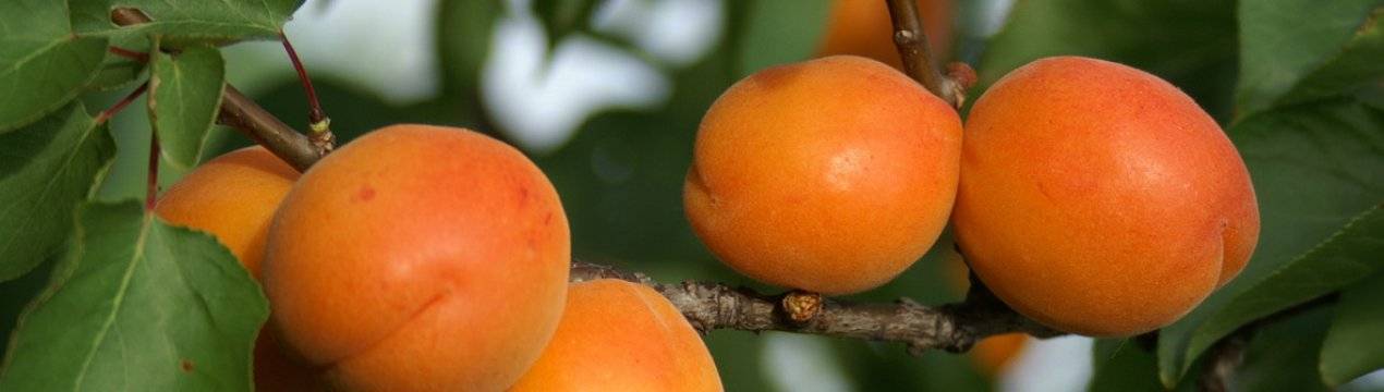 Сорт абрикоса мелитопольский ранний, описание, характеристика и отзывы
