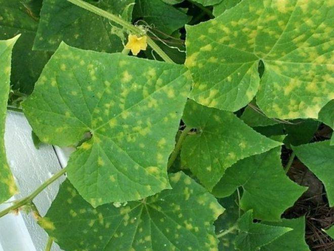Желтые пятна на листьях огурцов: что делать, если они появились в открытом грунте, болезни и борьба с ними, чем лечить