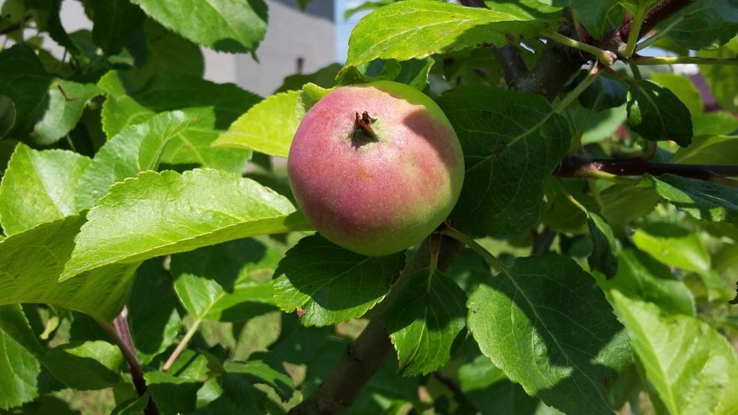 Яблоко коваленковское фото и описание сорта