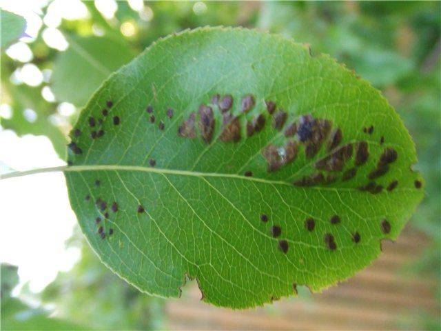 Распространенное заболевание листьев — ржавчина груши. симптомы, лечение, методы профилактики