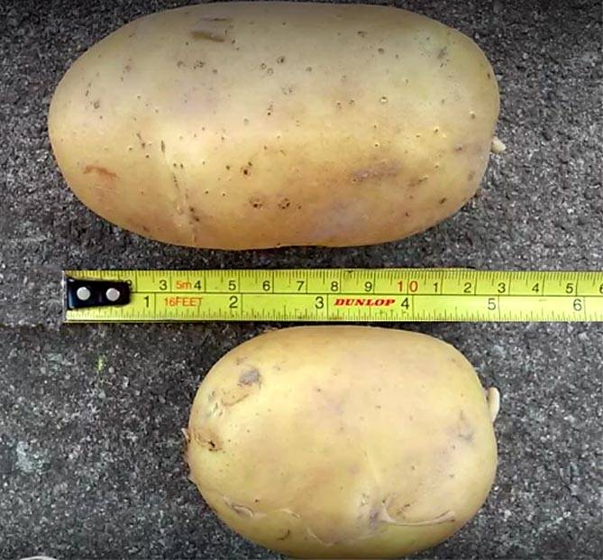 Сладкий картофель “гала”: характеристика и описание сорта