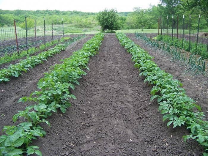 Выращивание картофеля по голландской технологии: описание, плюсы и минусы, схема и пошаговая инструкция