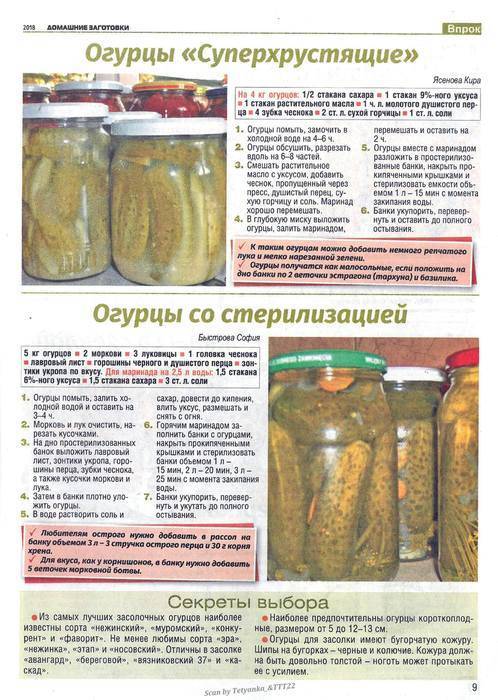 Засолить огурцы на зиму холодным способом рецепт с фото фоторецепт.ru