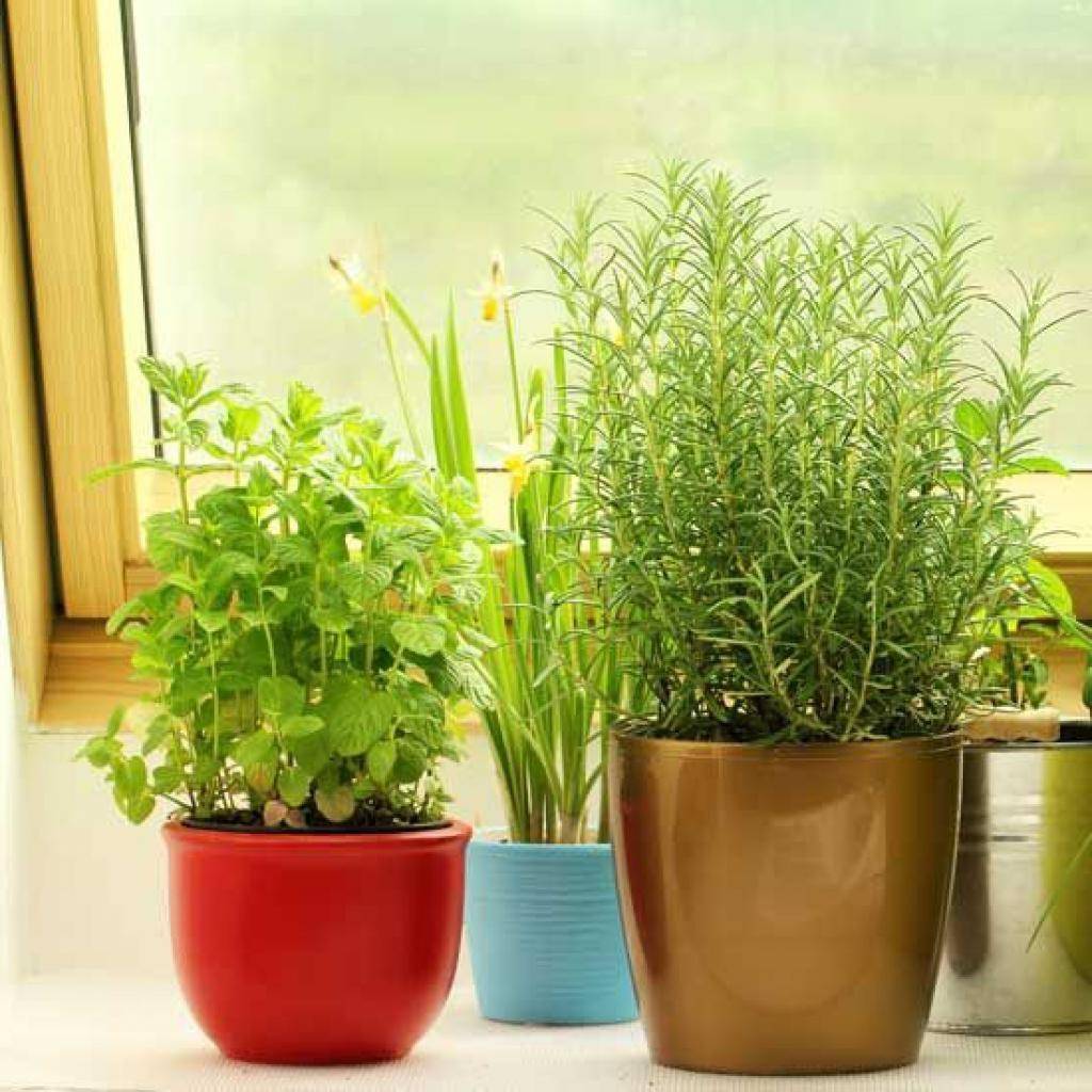 Как вырастить кориандр (кинзу) из семян зимой на подоконнике в квартире в домашних условиях