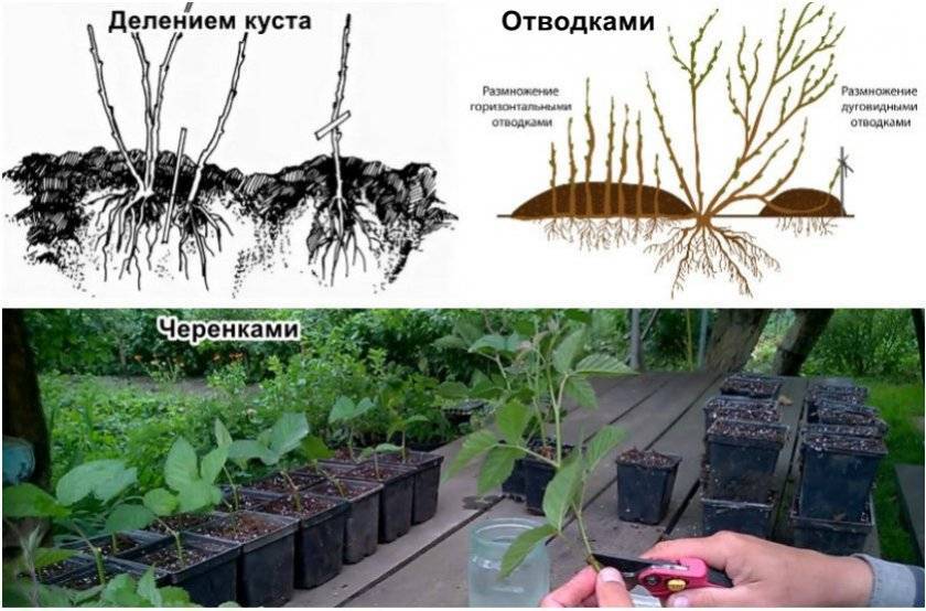 Ежевика: уход и выращивание, размножение и обрезка