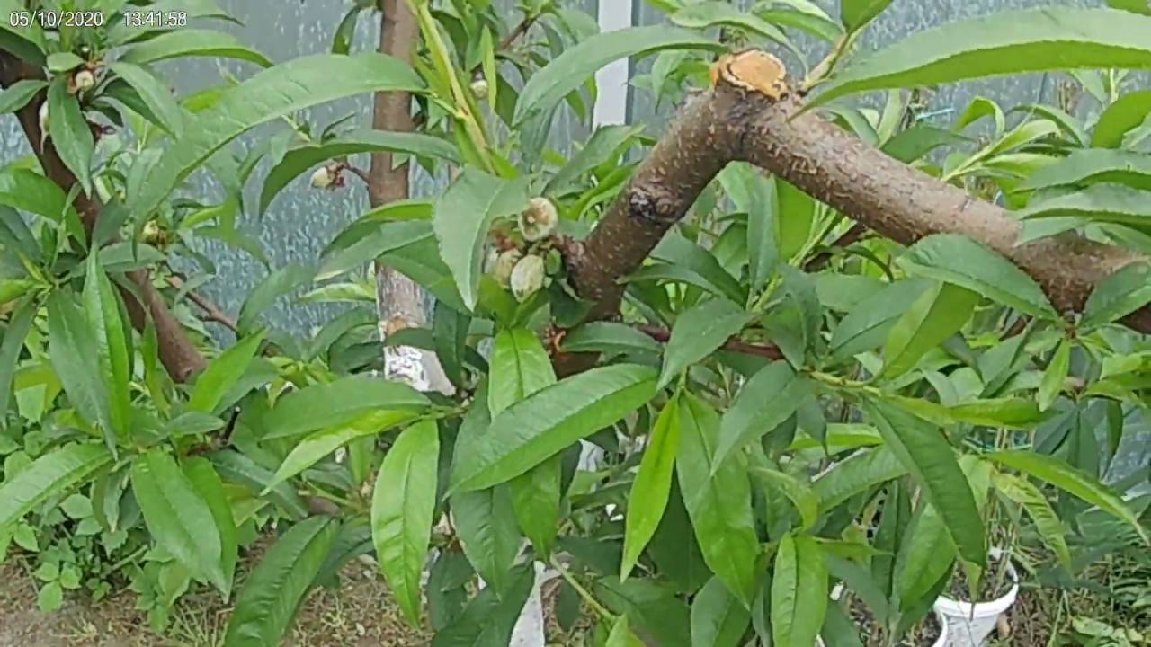 Курчавость листьев персика фото и чем лечить