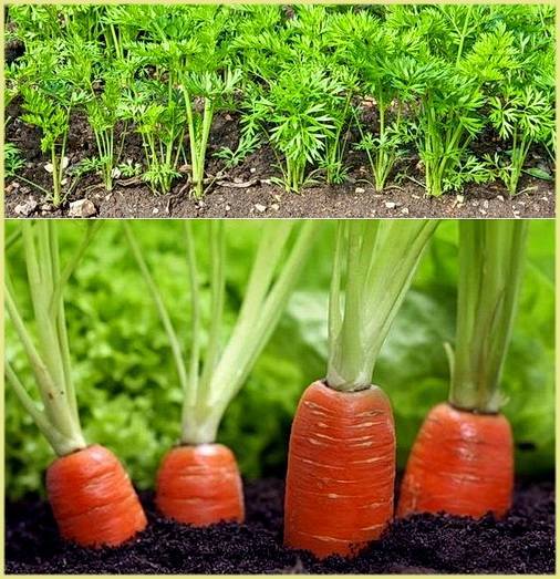 Полив моркови в августе в открытом грунте: как часто поливать морковку в огороде, когда прекращать полив, что добавлять в воду (соль и подкормки)