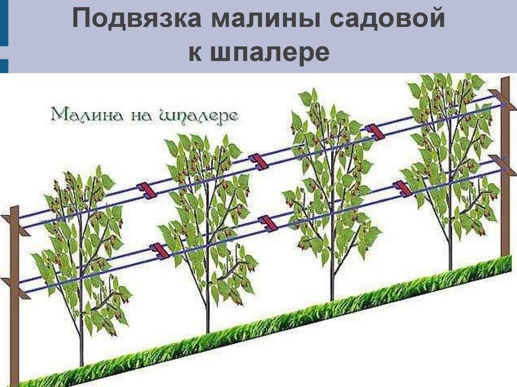 Шпалера для ежевики своими руками: фото, как правильно сделать, подвязка, формировка