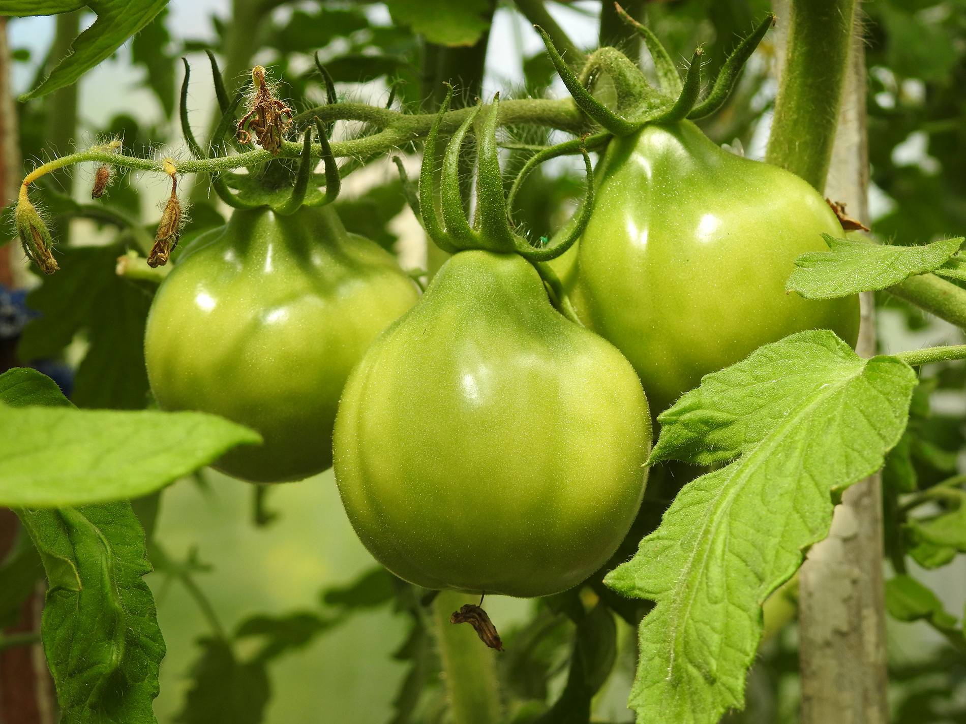 Самые урожайные помидоры для открытого грунта украина, томаты для донецкой области
