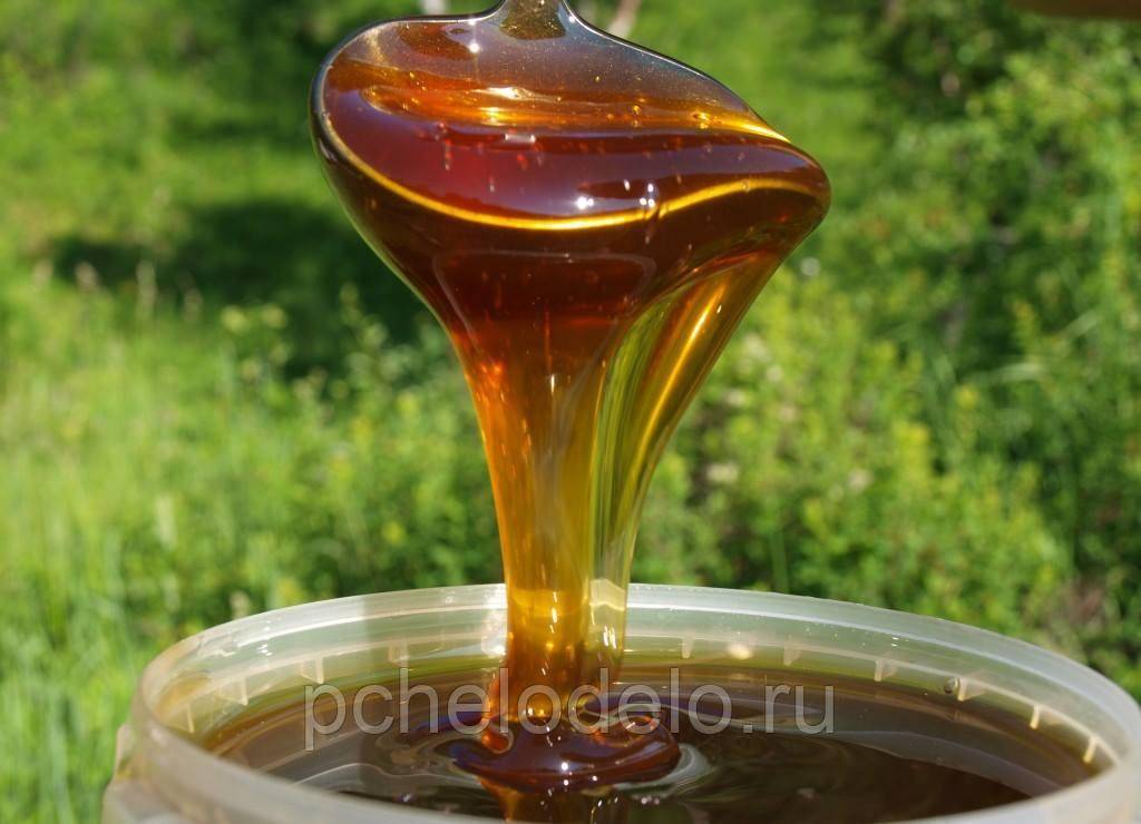 Гречишный мед: лечебные и полезные свойства, противопоказания