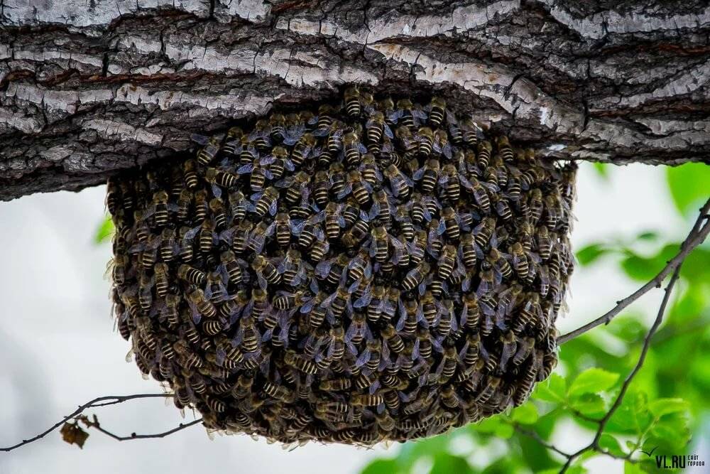 Улей дикий фото