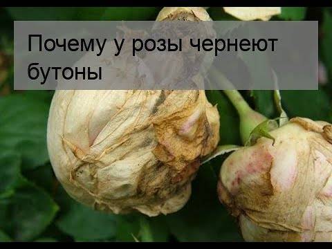 Почему бутоны роз не распускаются, опадают или вянут: определяем и устраняем причины