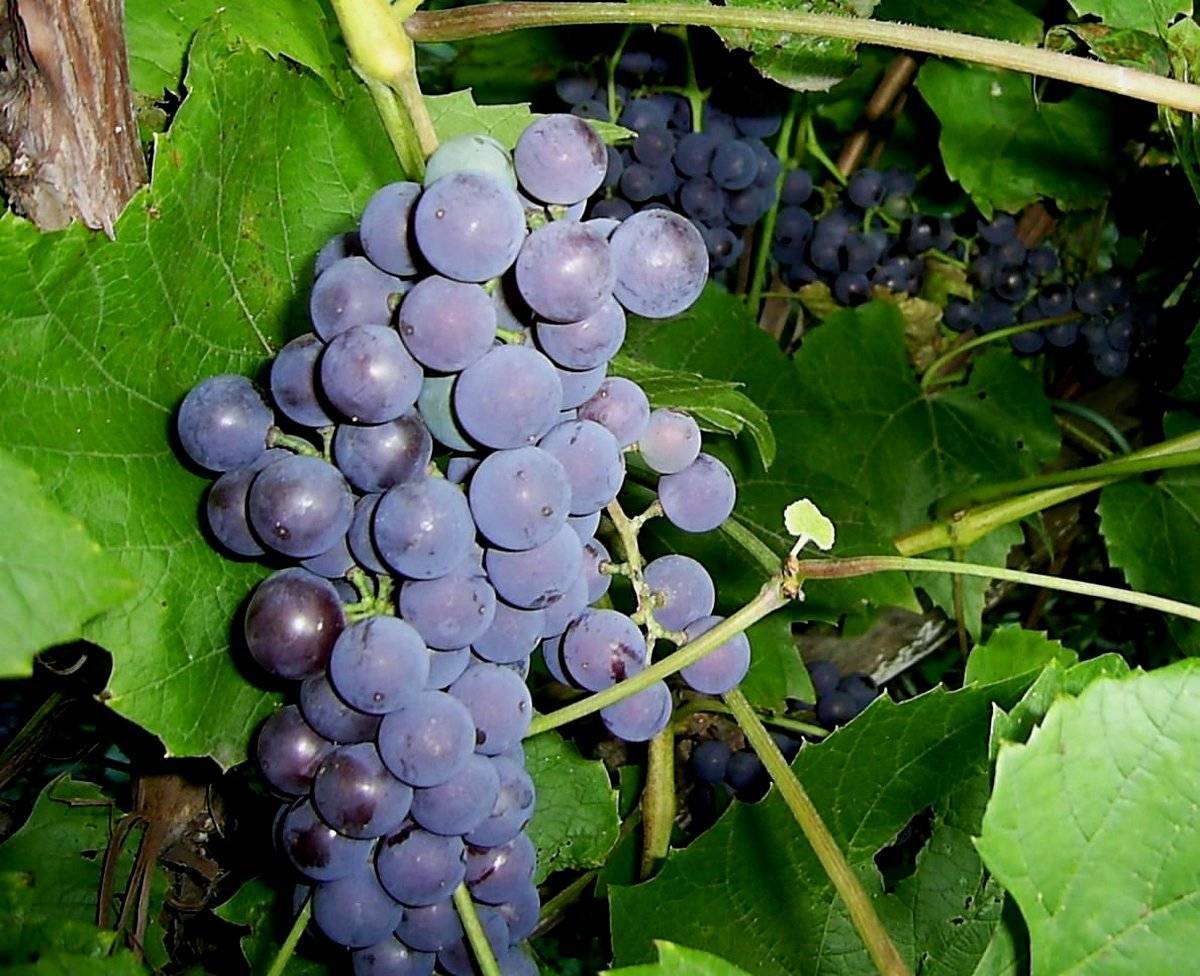 Виноград амурский: описание сорта, особенности выращивание и правила ухода