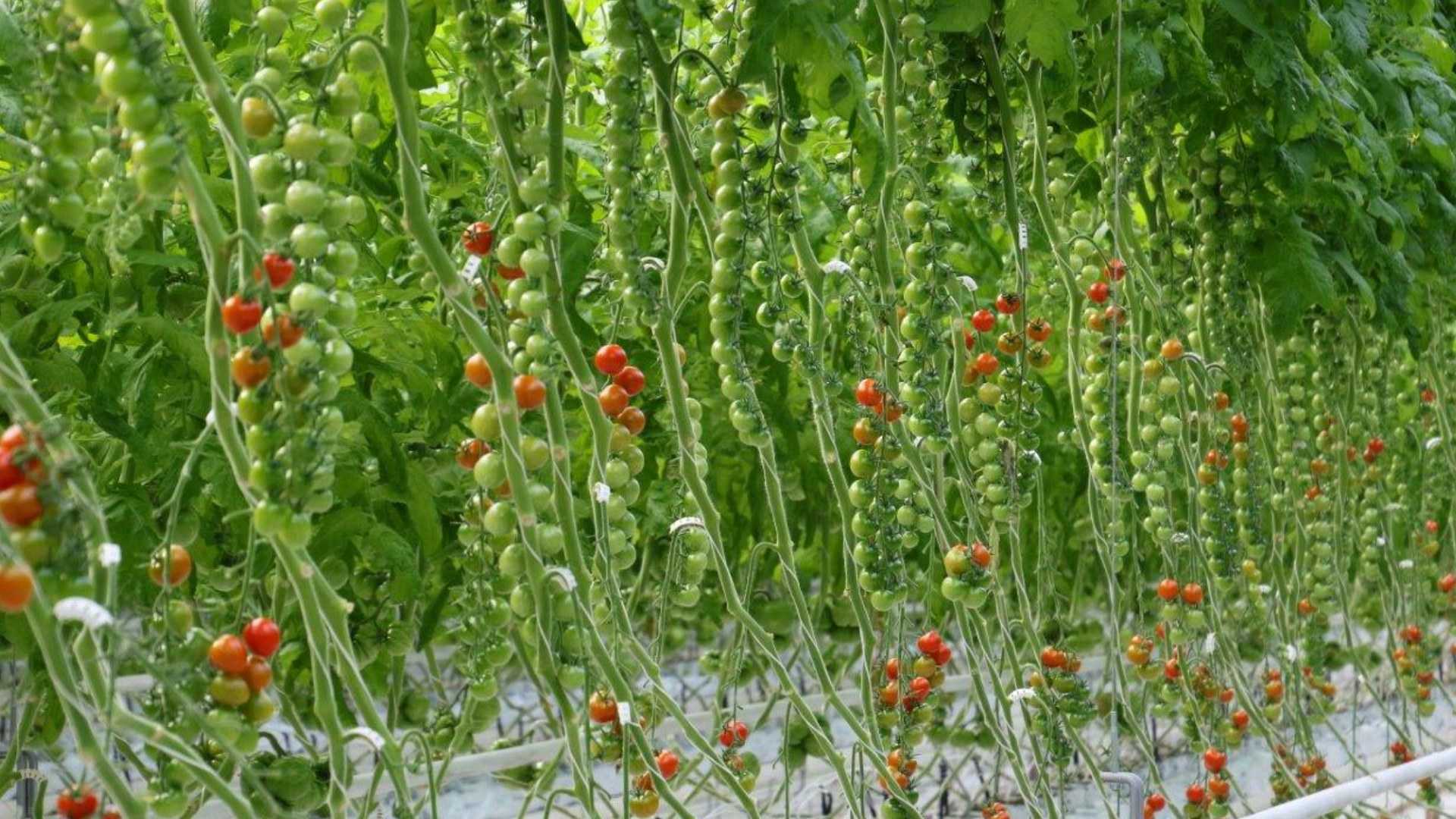 Томат рапунцель - фото, урожайность, отзывы огородников