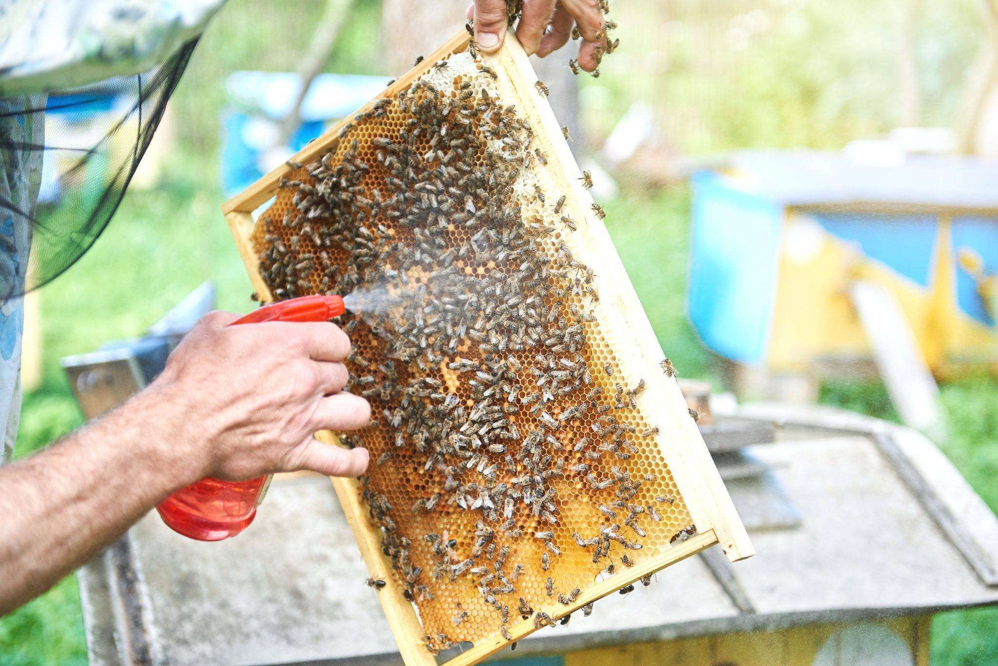 Весенние работы на пасеке с пчелами