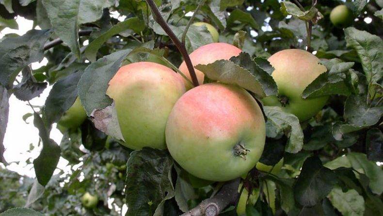 Яблоня пепин шафранный: описание сорта и фото