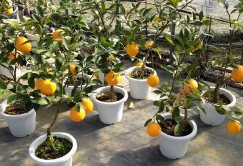 Апельсин: особенности выращивания и ухода