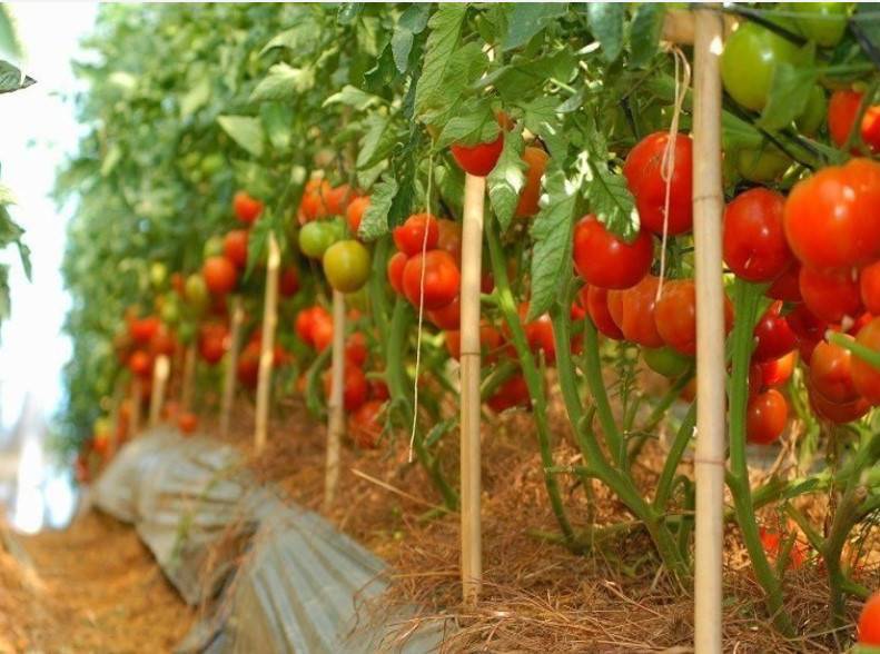 Штамбовые томаты: что это такое, выращивание