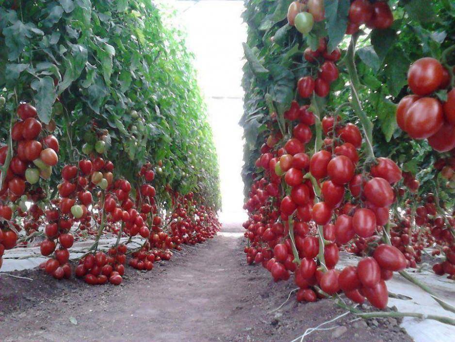 Как и когда сажать помидоры на рассаду в 2022 году