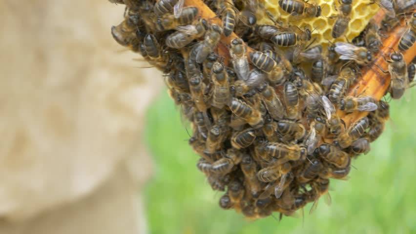 Как отличить осиное гнездо от пчелиного. чем отличается пчела от осы. итальянская порода: фото