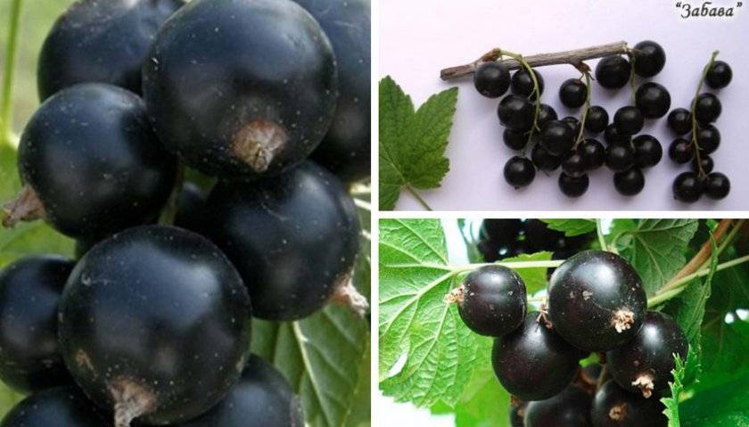 Черная смородина для урала: лучшие сорта и их описание, правила выращивания