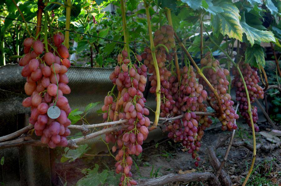 Виноград кишмиш лучистый: описание сорта, выращивание уход и отзывы
