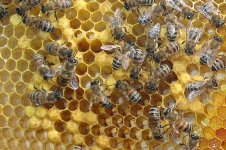 Пчела трутовка: как определить и исправить семью трутовку