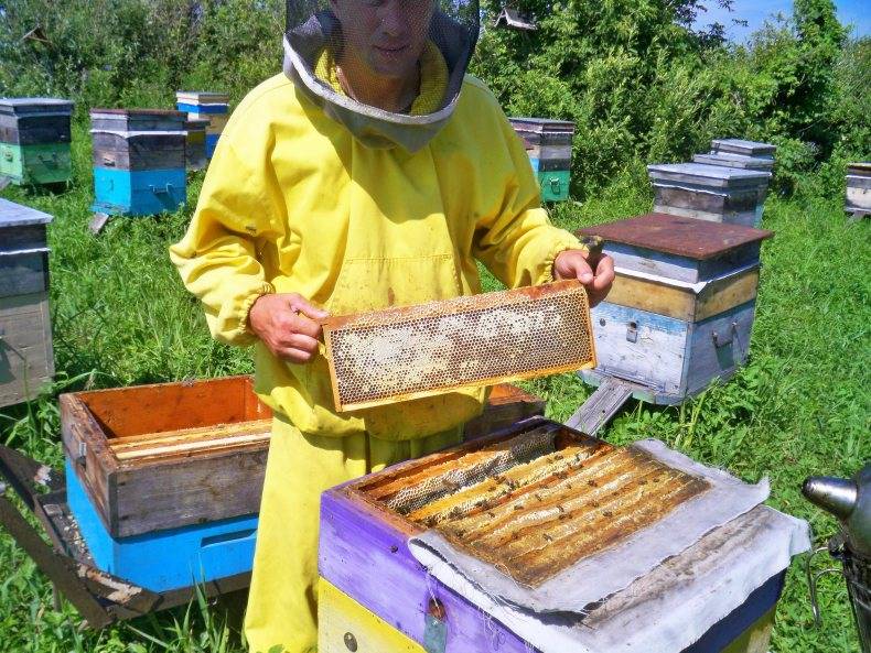 Методы пчеловождения