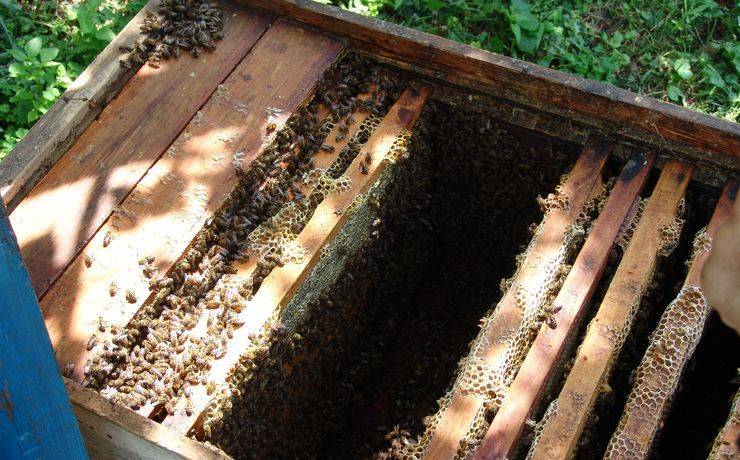 Сколько меда дает один улей | практическое пчеловодство