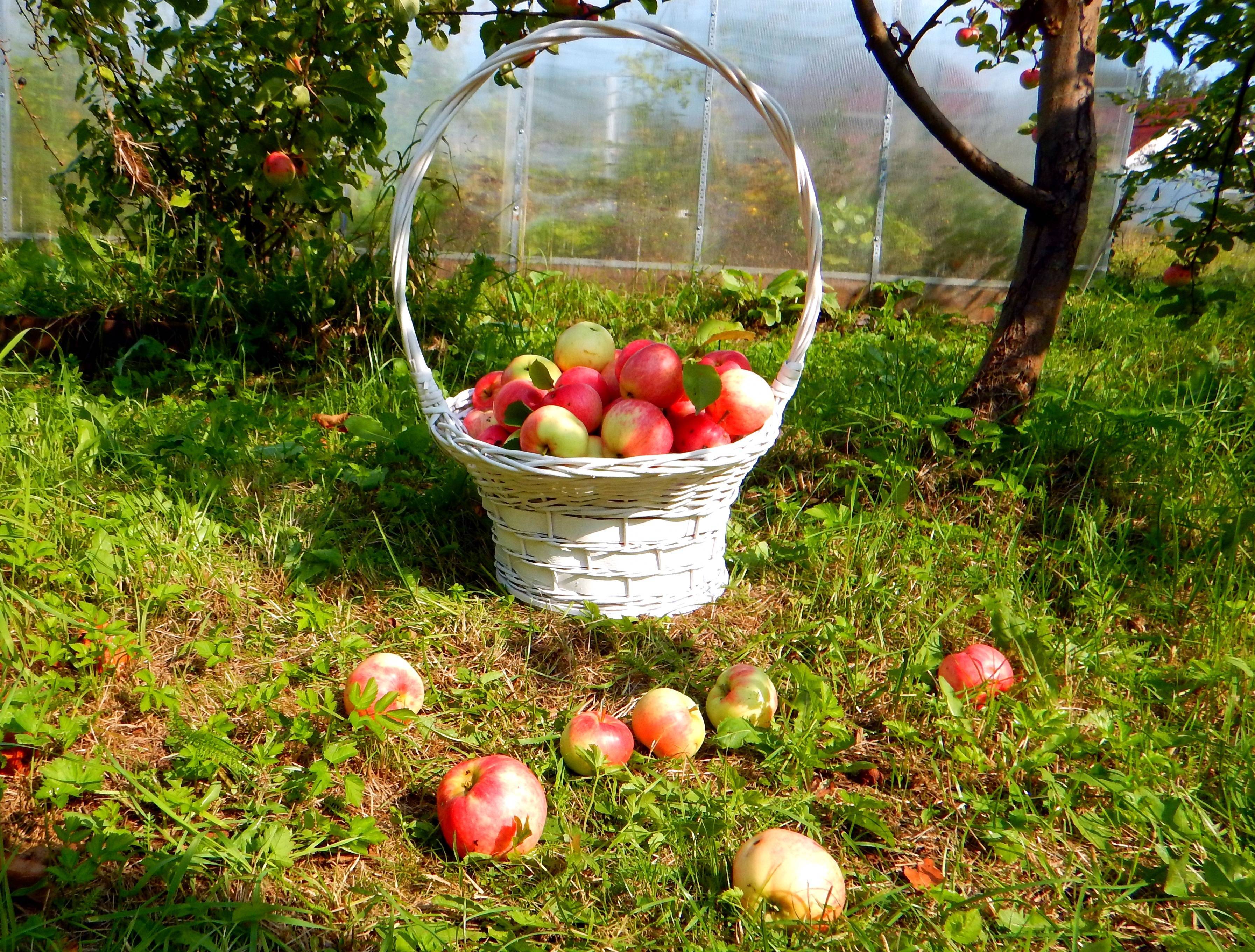 Чем подкормить яблоню чтобы не осыпались яблоки: что делать?