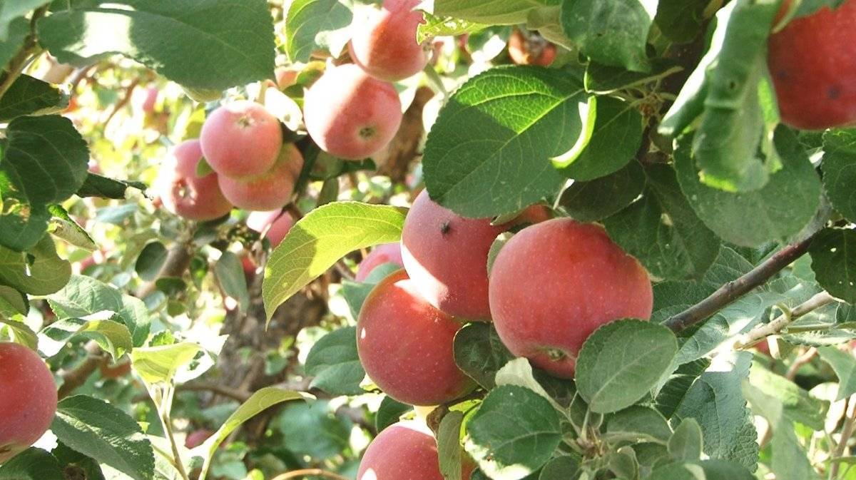 Яблоня «конфетное»: сладкое угощение на ветке в саду