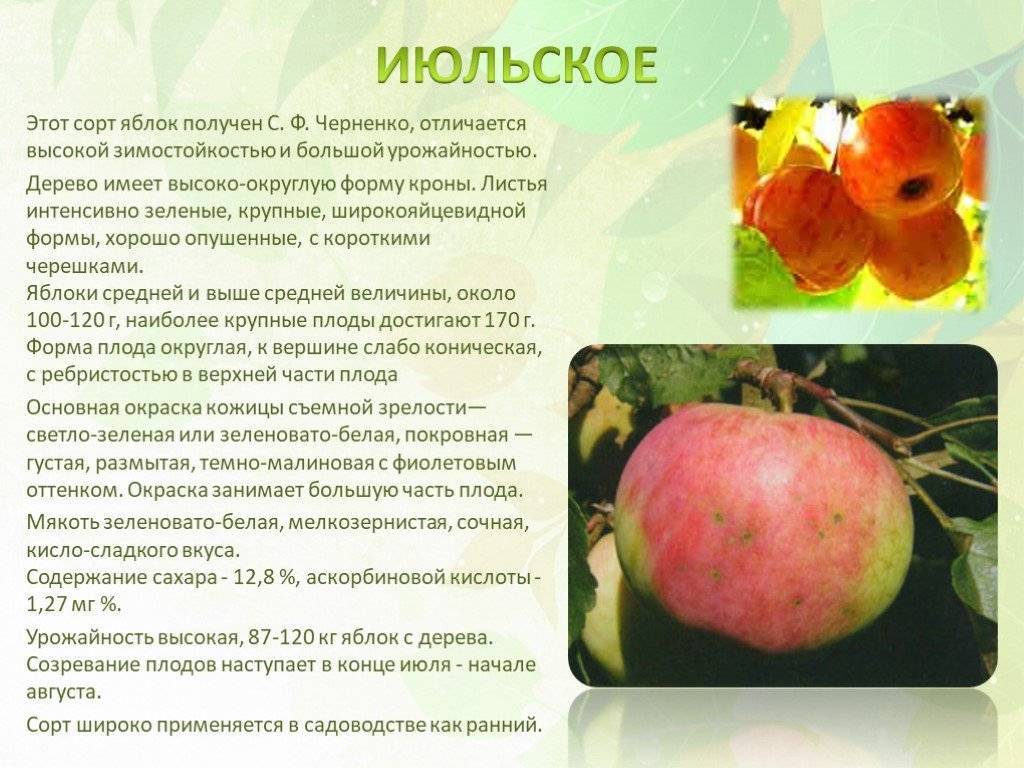 Описание сорта яблони июльское черненко: фото яблок, важные характеристики, урожайность с дерева