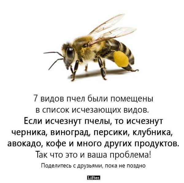 Причины вымирания пчел и какие от этого могут быть последствия? |