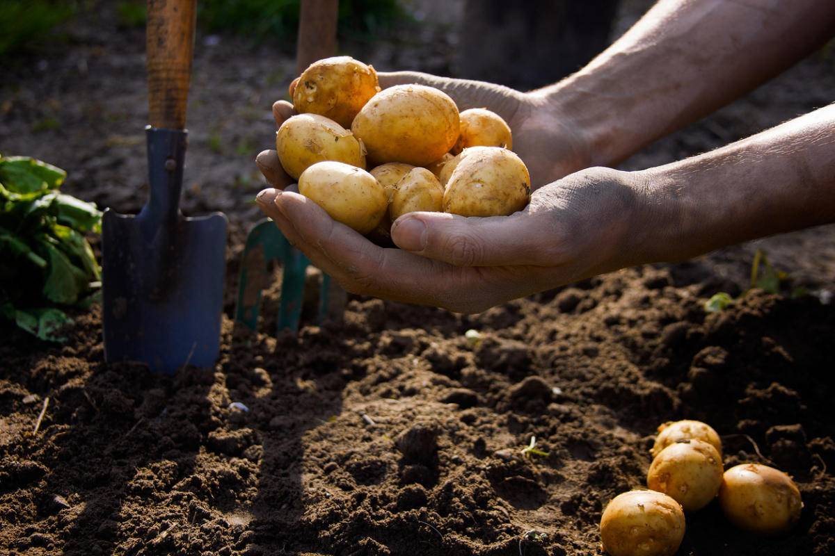 Картофель: как вырастить хороший урожай