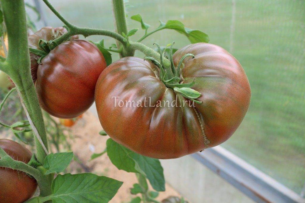 Томат "черный русский": описание и характеристики, рекомендации по выращиванию хорошего урожая помидор русский фермер