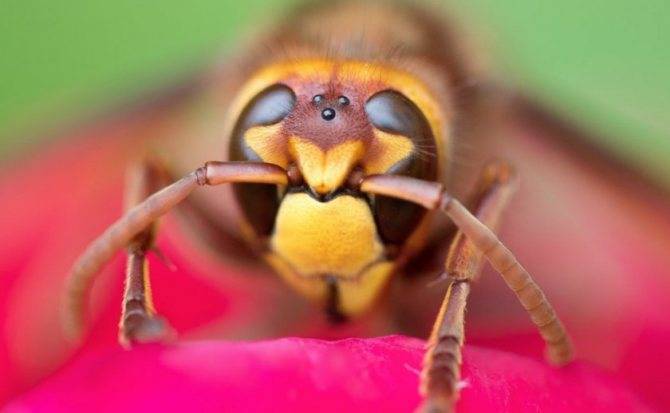 Зрение насекомых