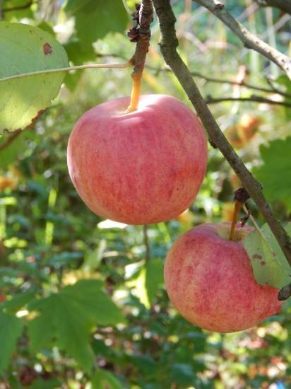 Яблоня ауксис описание сорта